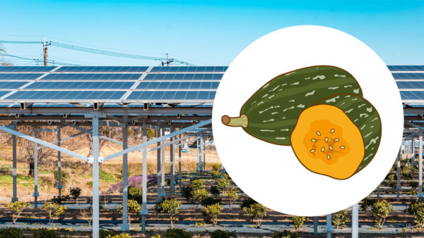 飯田発「食とエネルギーの自給自足」を形に、リックス社のソーラーシェアリングが描く地域循環モデル