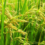 「水を張らない稲作」が拓く、省水×再エネの新しい農業モデル