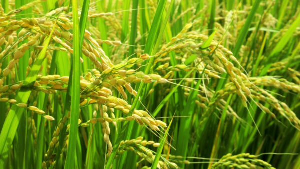 「水を張らない稲作」が拓く、省水×再エネの新しい農業モデル