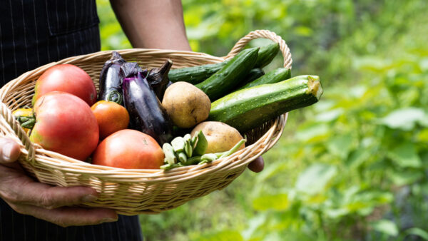営農型太陽光の“巨大なポテンシャル”と普及を阻む壁