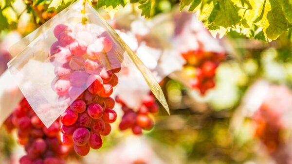 有機薄膜太陽電池がつくる次世代の営農モデル、山梨県「サンシャインレッド」実証が示す可能性
