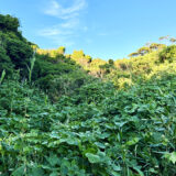 24時間体制で雑草管理、国産ロボット草刈機が変える太陽光発電所のO&M