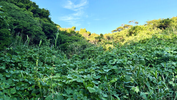 24時間体制で雑草管理、国産ロボット草刈機が変える太陽光発電所のO&M