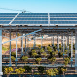 臼杵市が示す営農型太陽光の理想形──「ショウガ×日陰」という科学的設計と、農業法人が越えられない五重の壁