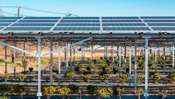 臼杵市が示す営農型太陽光の理想形──「ショウガ×日陰」という科学的設計と、農業法人が越えられない五重の壁